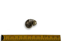 F 02077
<br/>
<br/>
<em></em>